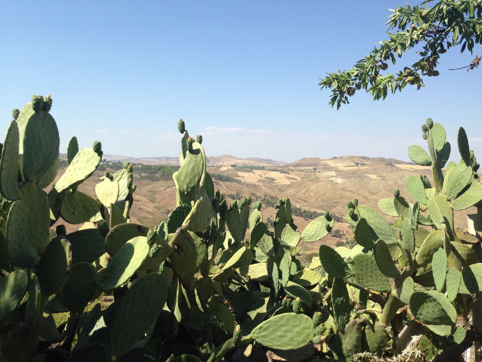 iPhone 5 back camera 4.12mm f/2.4 sample photo. Cactus, prickly pear, sicily photography