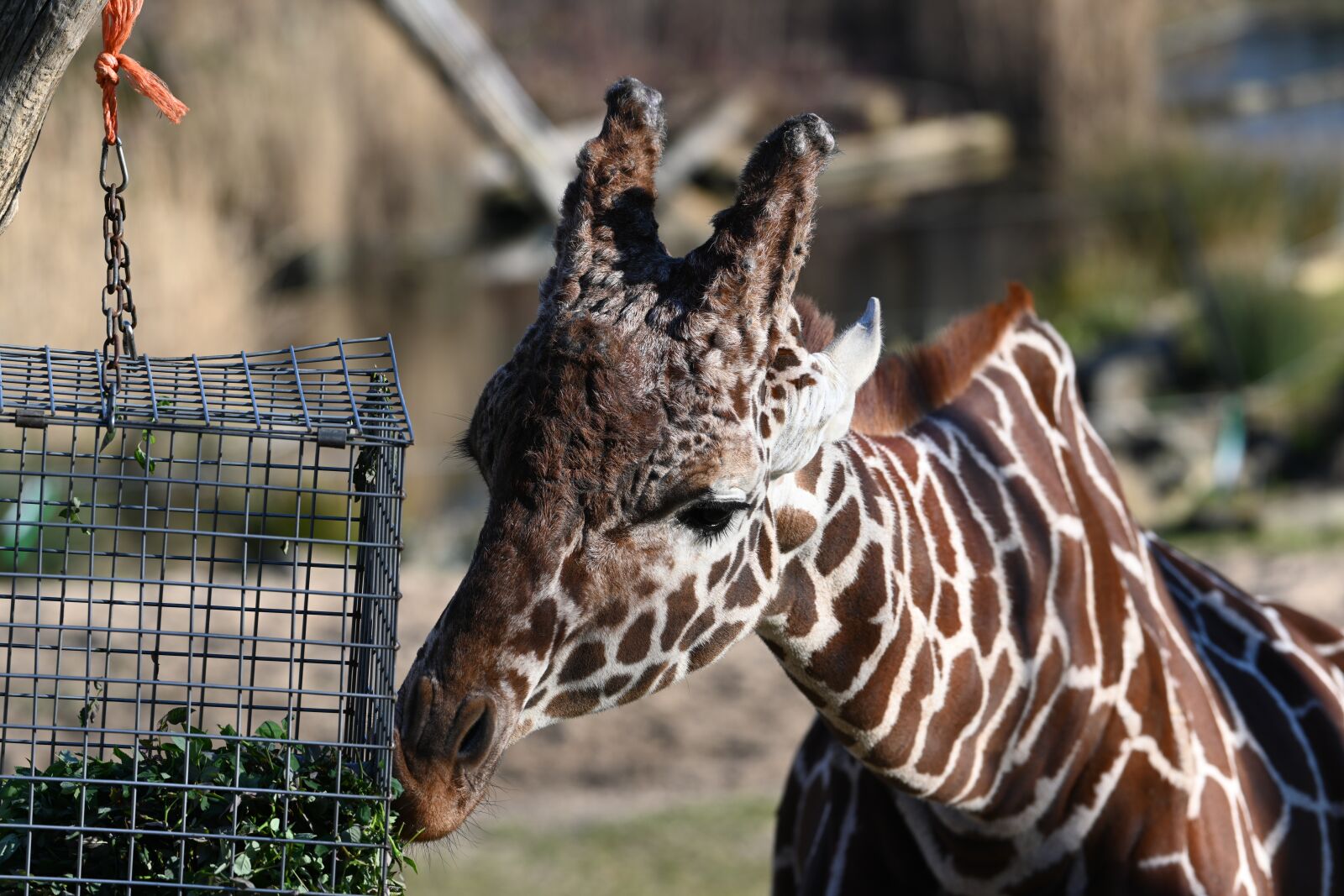 Nikon Z7 sample photo. Giraffe, mammal, zoo photography