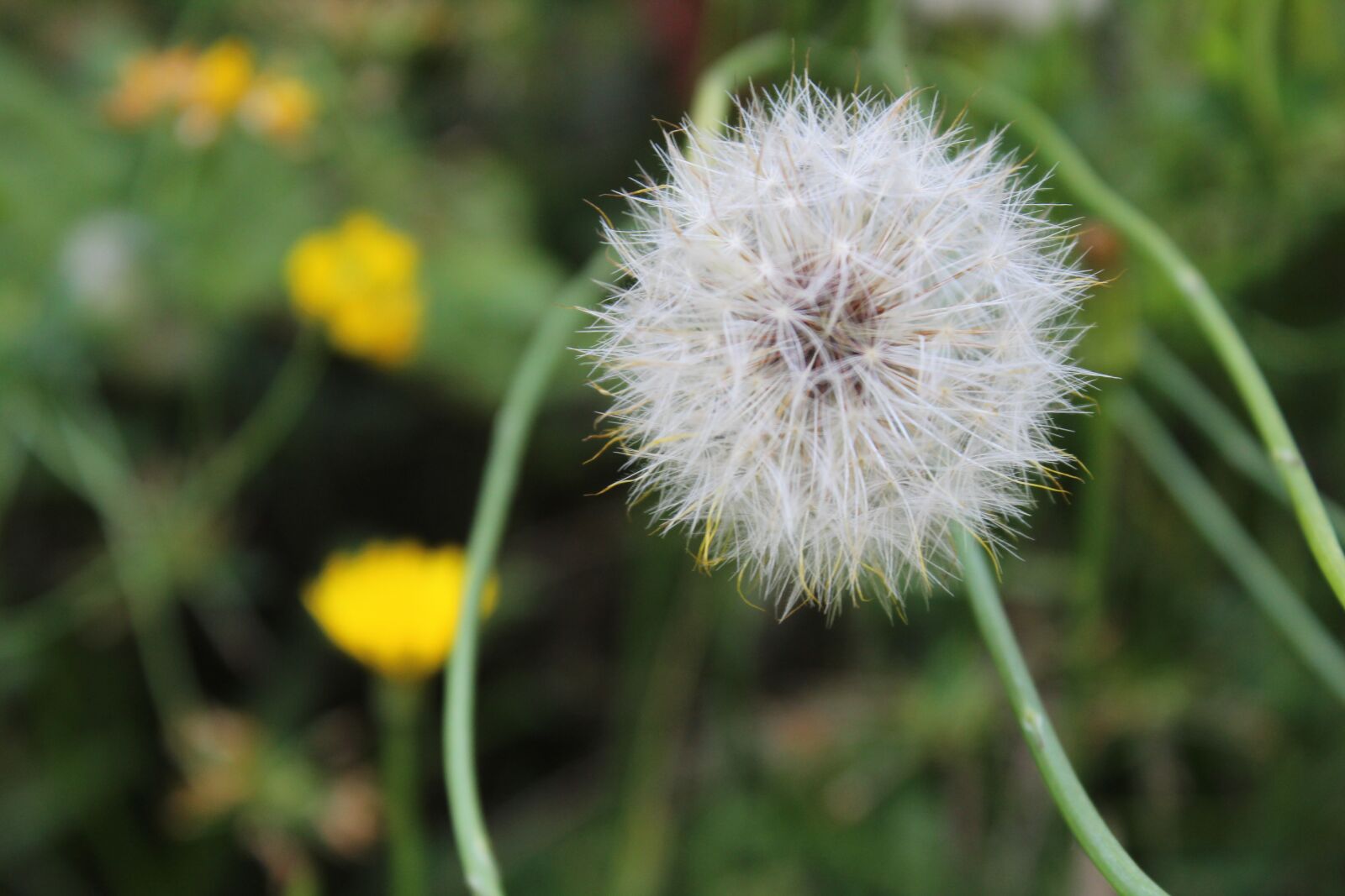 Canon EOS 1200D (EOS Rebel T5 / EOS Kiss X70 / EOS Hi) sample photo. Forest, yellow, autumn photography