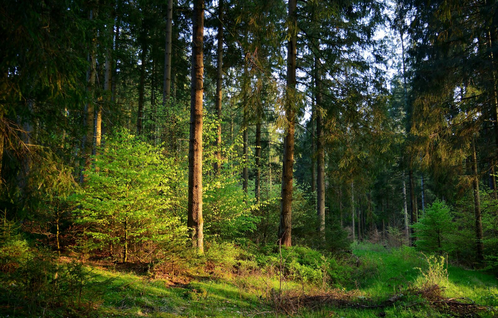 Nikon D5200 sample photo. Forest, sunset, dusk photography