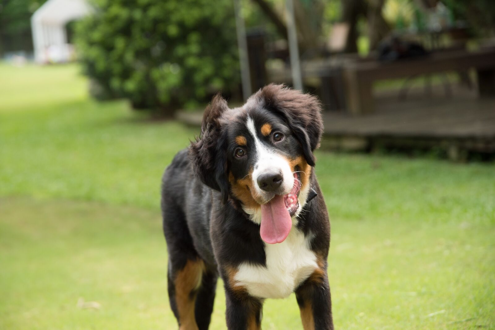 Nikon D4 sample photo. Animal, dog, bernese mountain photography