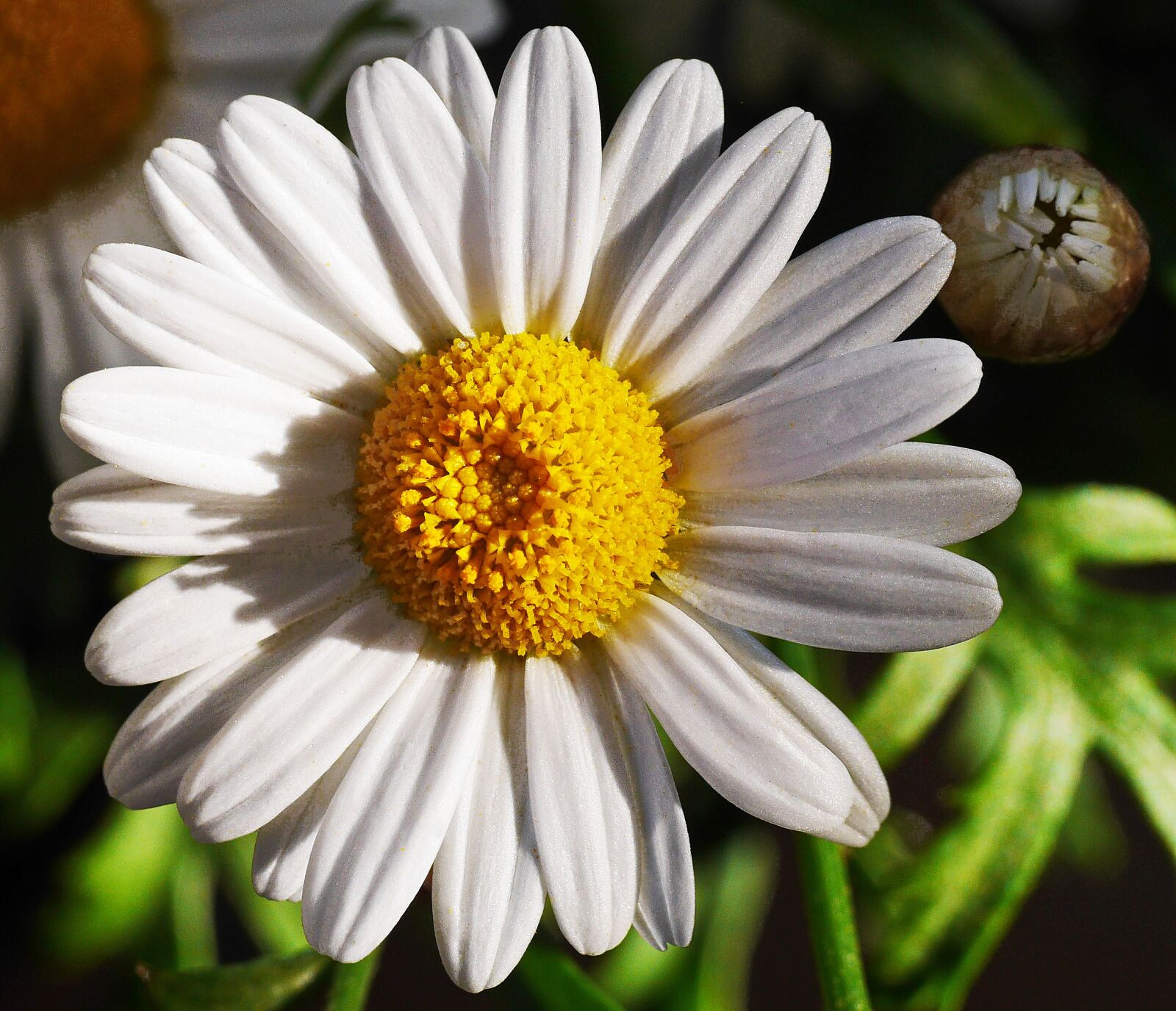 Panasonic Lumix DMC-GH3 sample photo. Marguerite, blossom, bloom photography