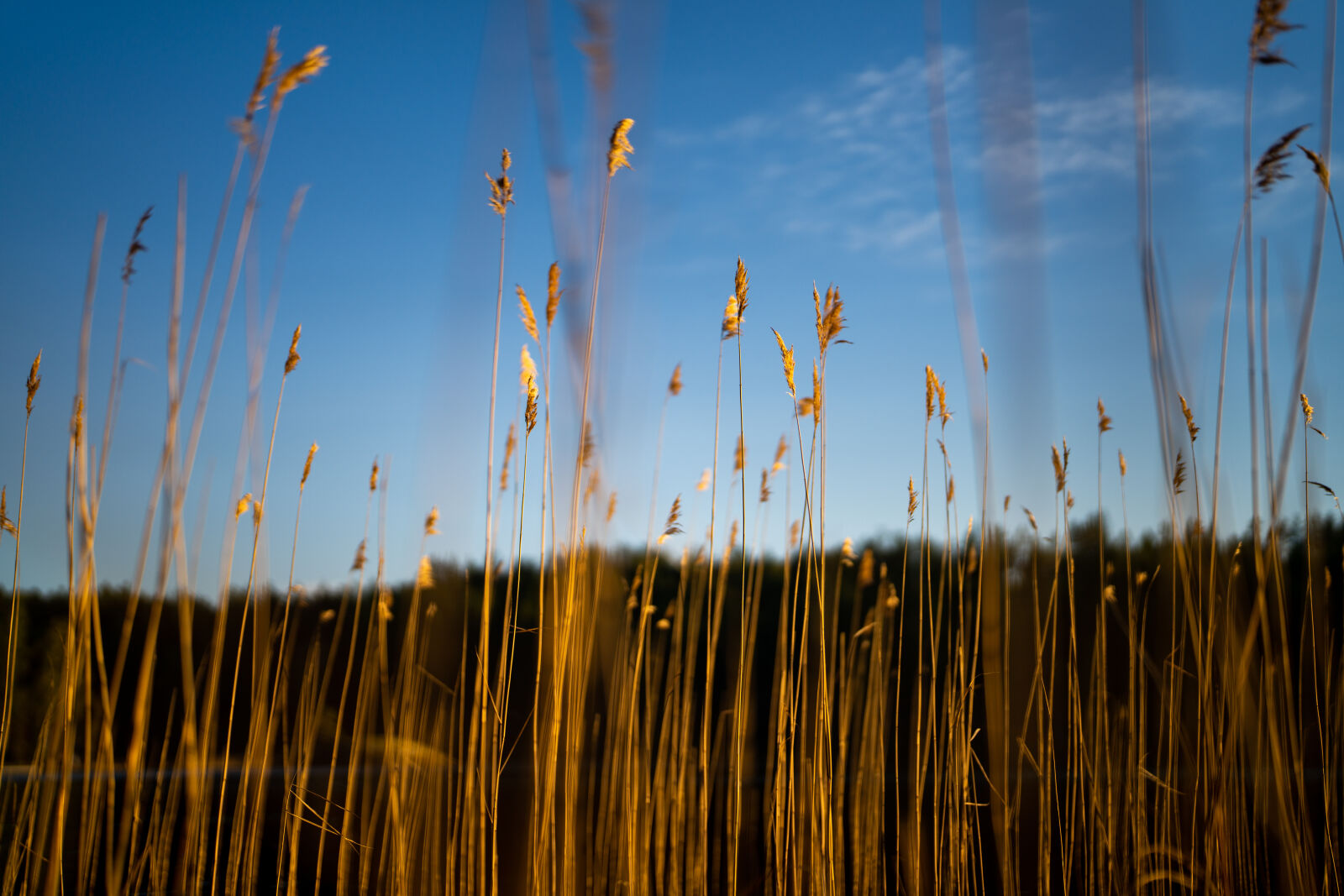 Sony FE 50mm F1.2 GM sample photo. Bed of reeds at photography