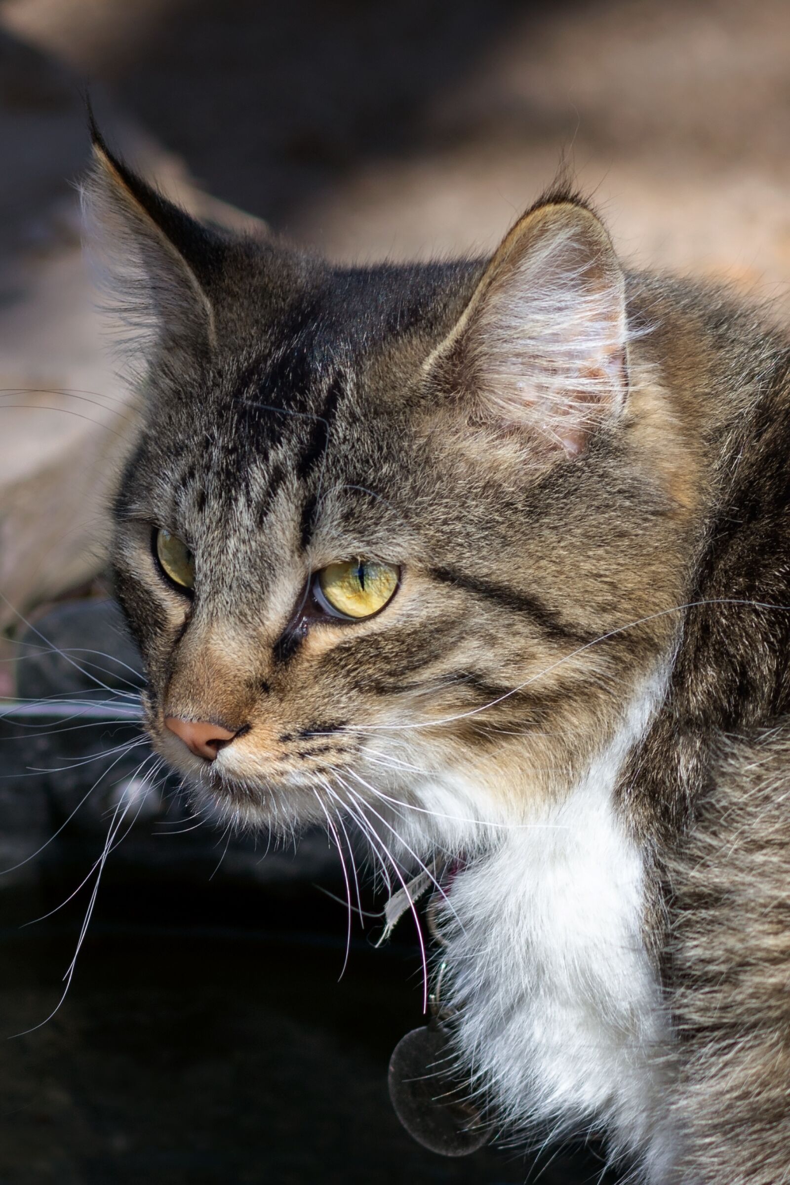 Nikon D7200 sample photo. Cute, animal, cat photography