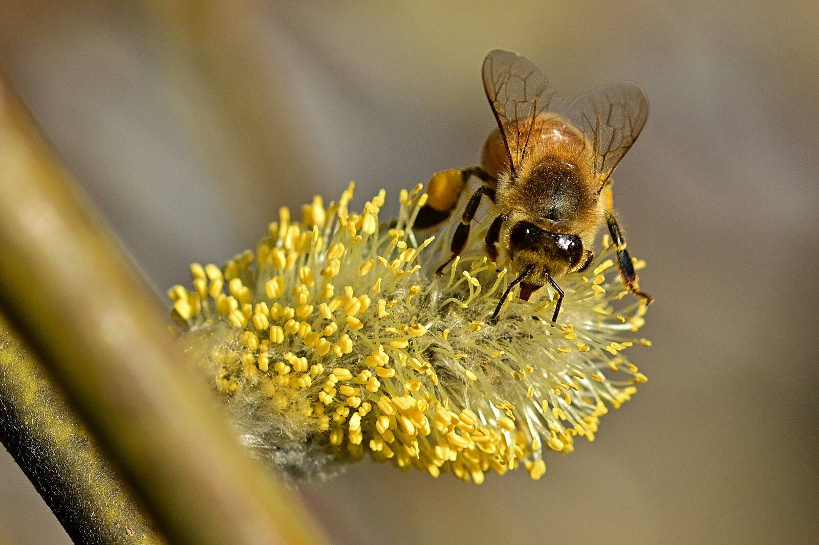 Nikon D5200 sample photo. Nature, garden, bee photography