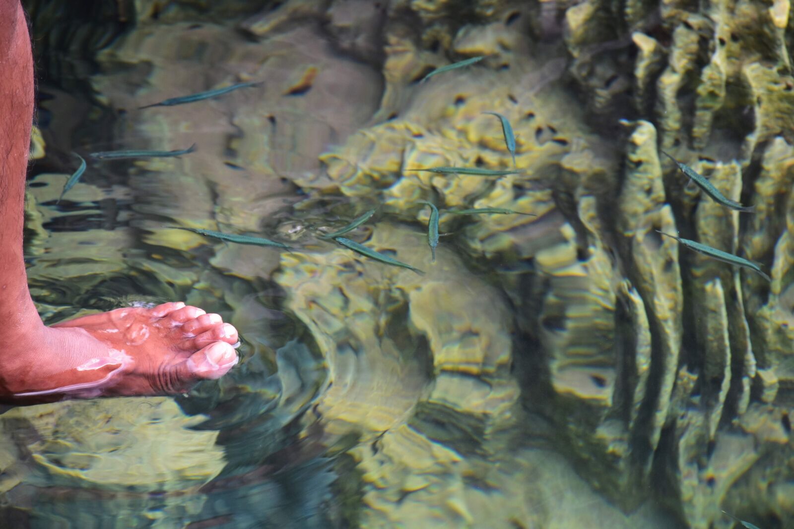 Nikon D5500 sample photo. Fish, tropical, underwater photography