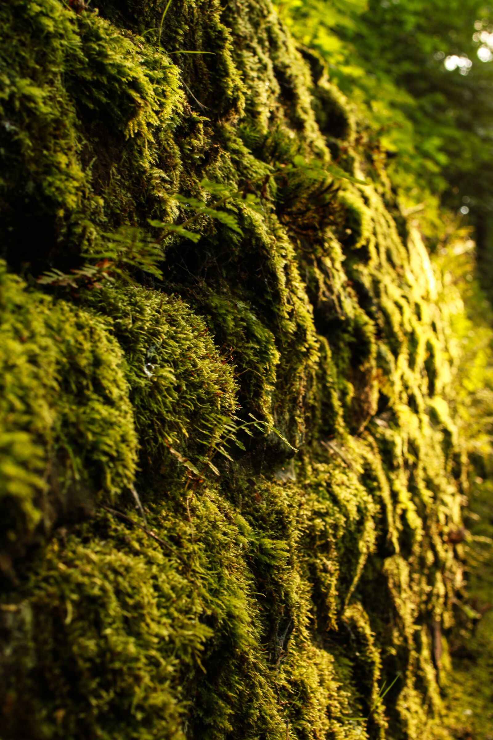Tamron SP 35mm F1.8 Di VC USD sample photo. Moss, wall, nature photography