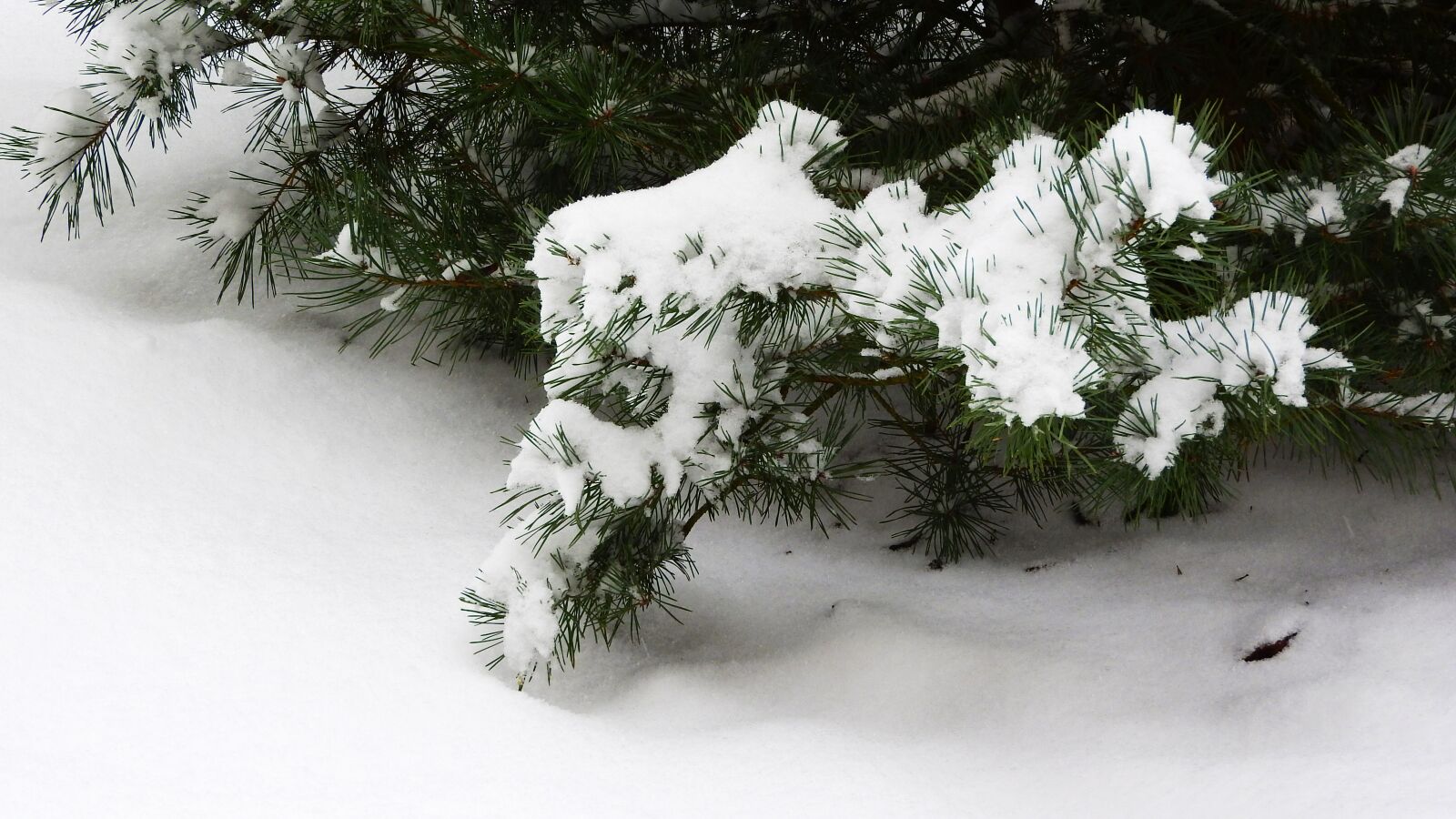 Nikon Coolpix P610 sample photo. Pine, snow, the snow photography