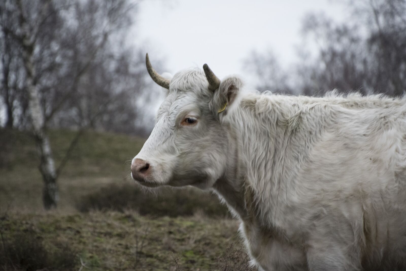 Nikon D750 sample photo. Animal, nature, mammal photography