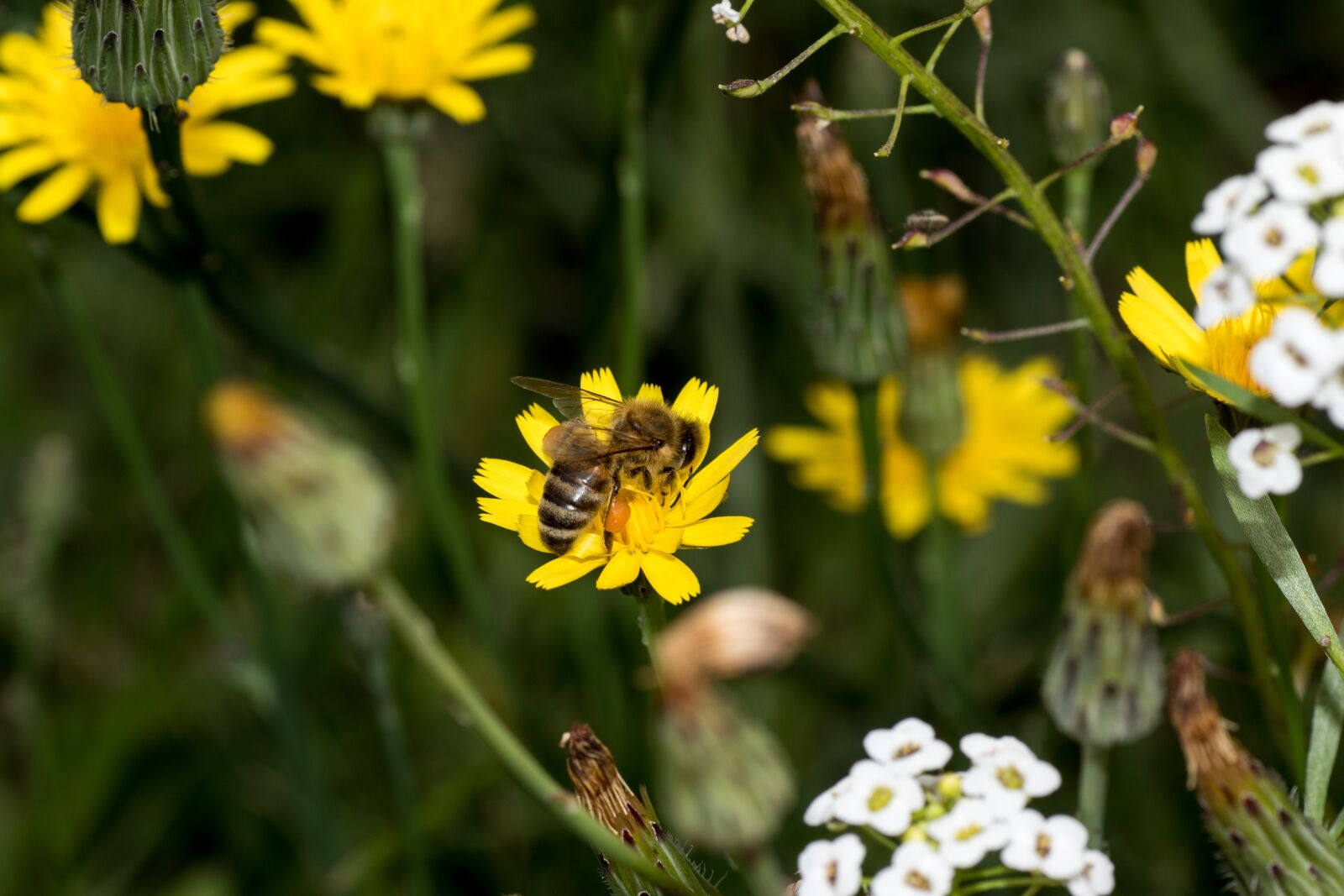 Canon EOS 7D Mark II sample photo. Bee, blossom, bloom photography