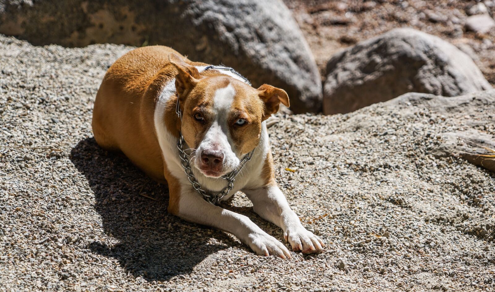Sony a7R II + Sony FE 24-240mm F3.5-6.3 OSS sample photo. Dog, canine, breed photography