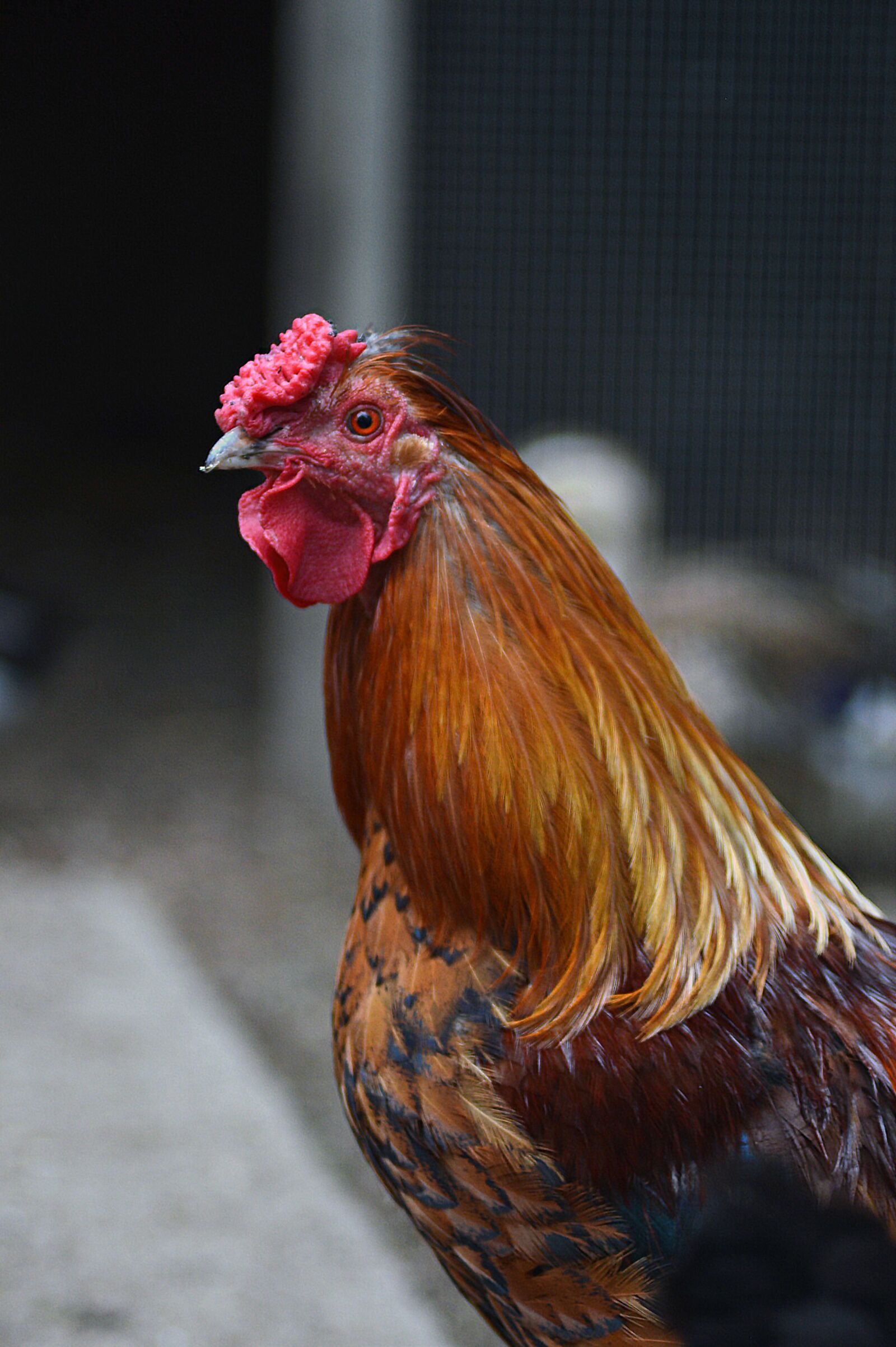 Nikon D3200 sample photo. Hen, farm, animals photography