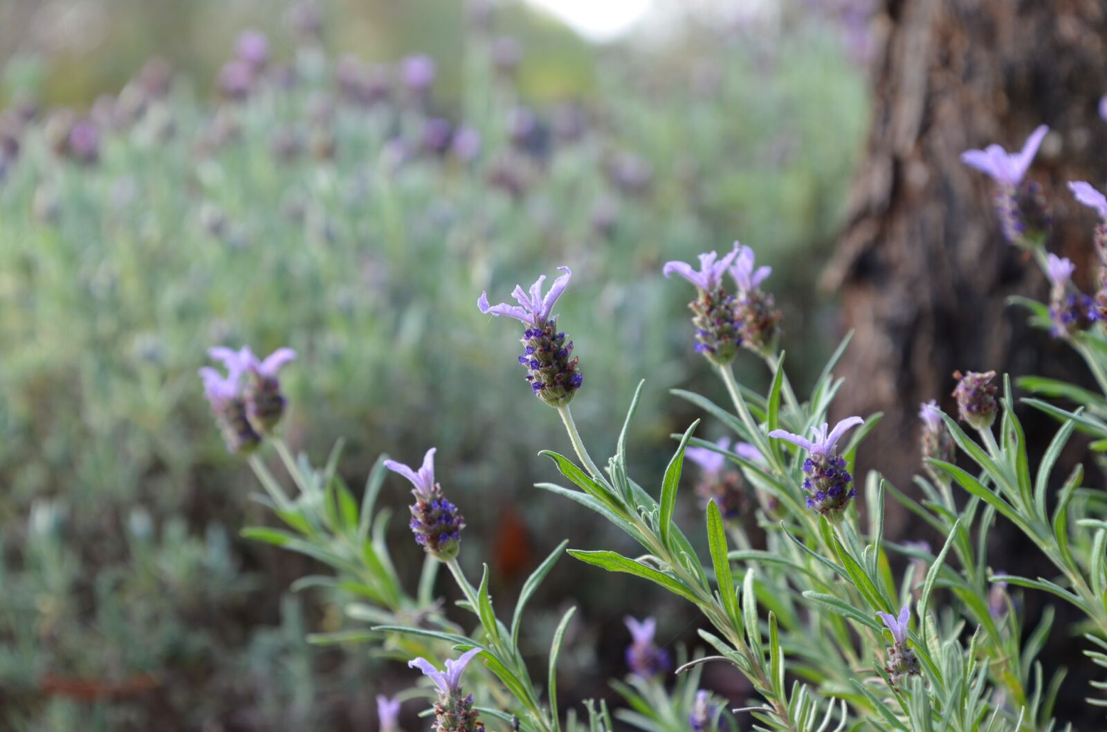Nikon D5100 sample photo. Lavender, flower, lavender flower photography