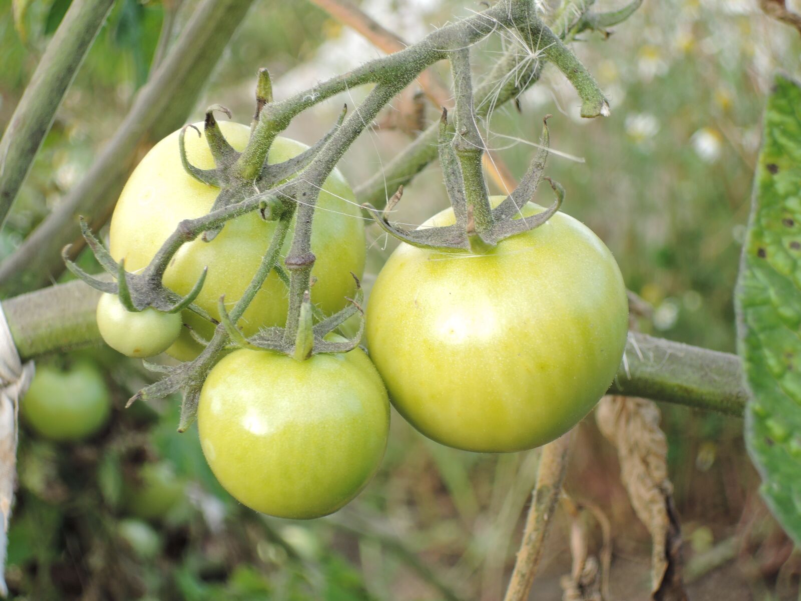 Nikon Coolpix P340 sample photo. Tomato, food, tomatoes photography