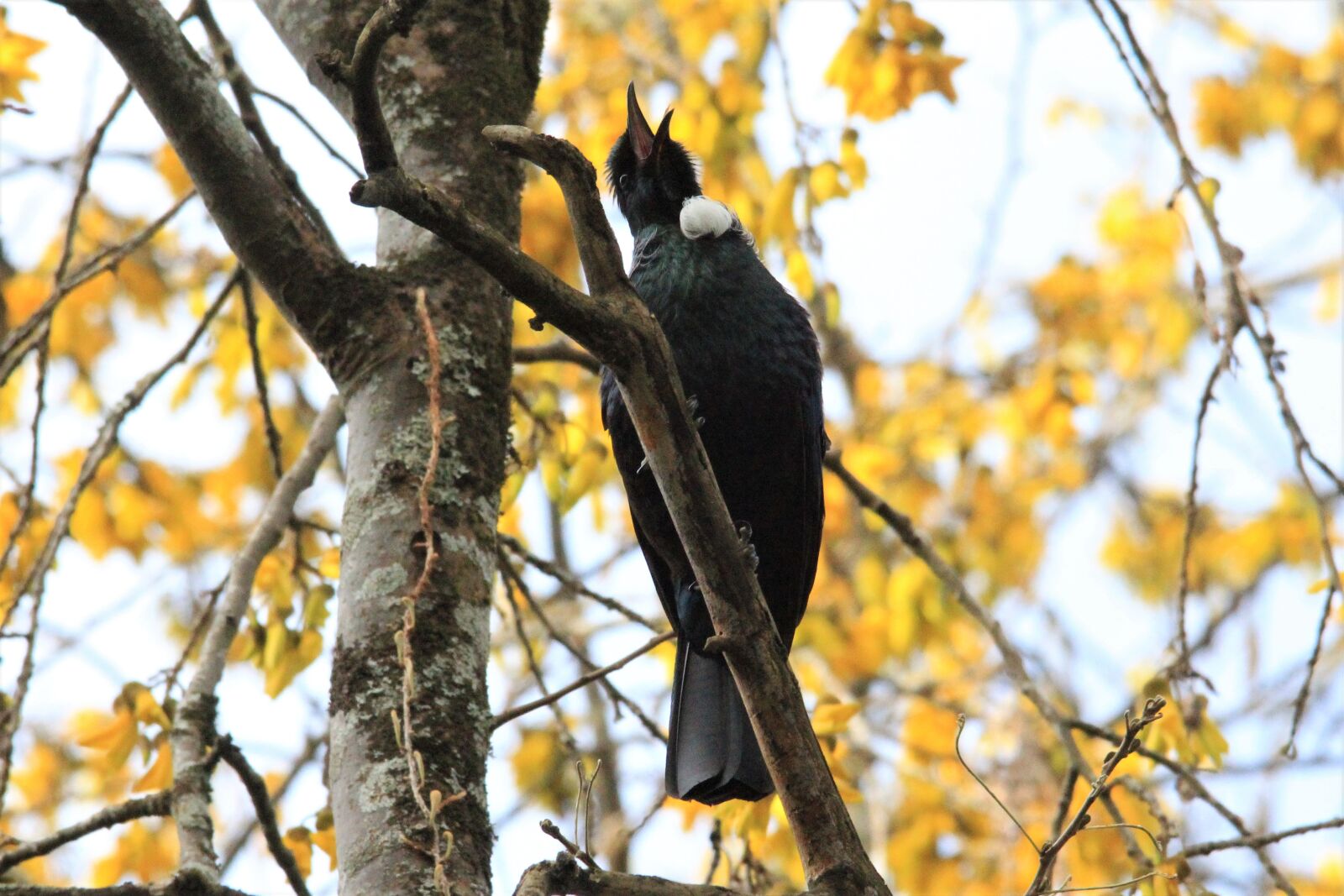Canon EOS 60D sample photo. Tui, kowhai tree, nectar photography