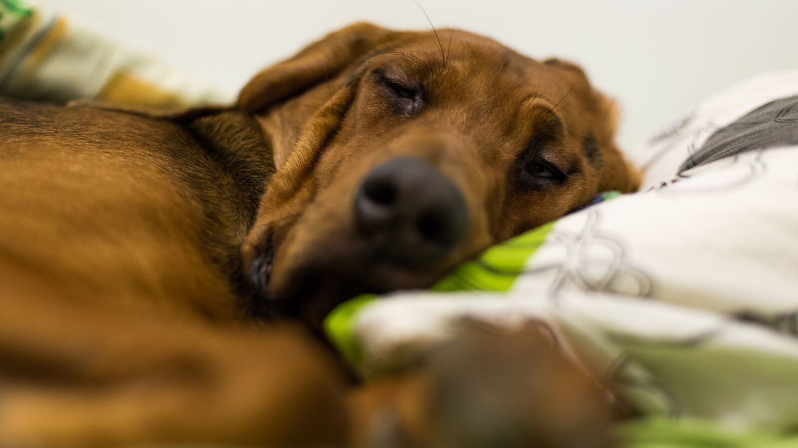 Canon EOS 6D + Canon EF 50mm F1.4 USM sample photo. Akton, alcohol, animal, bad photography
