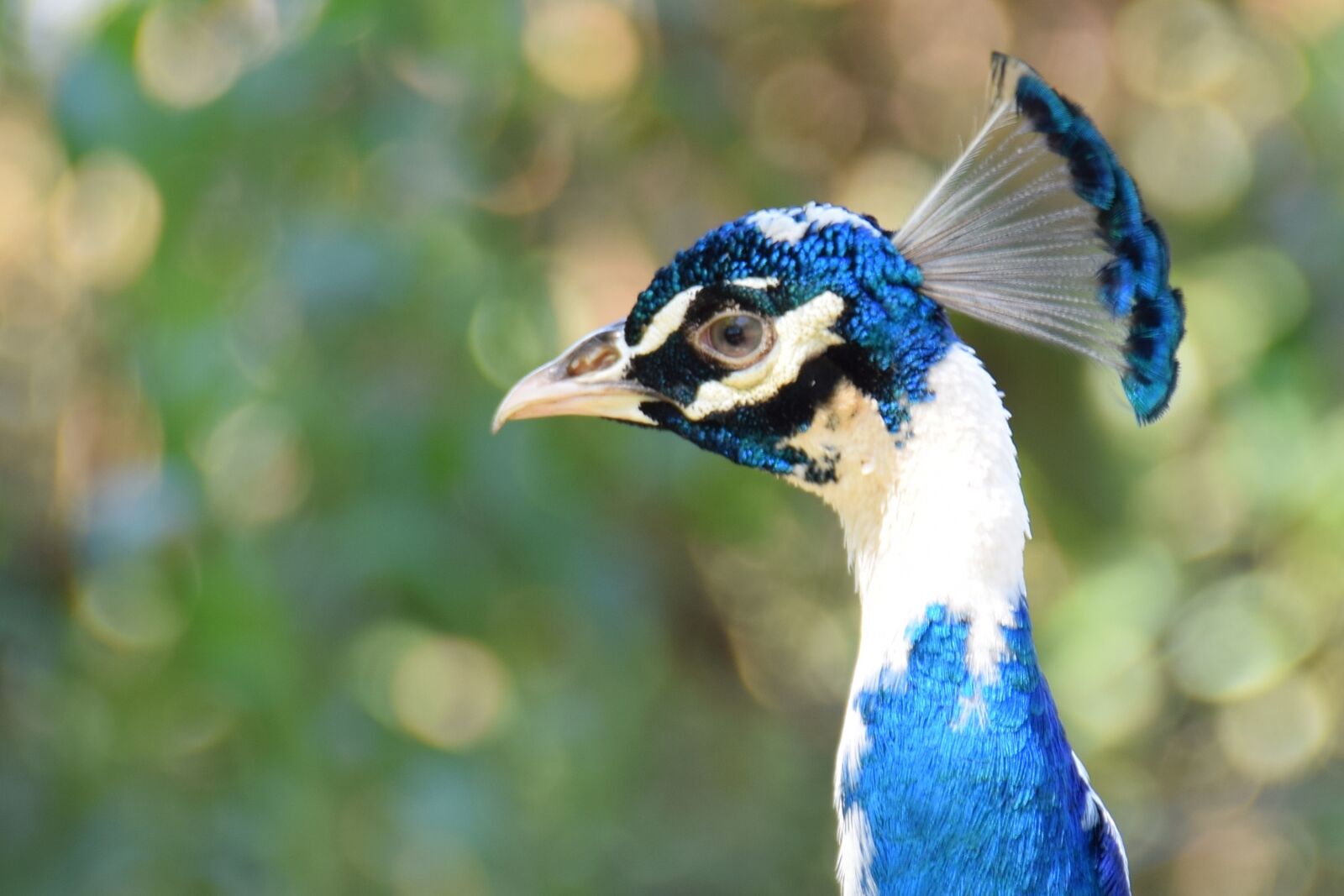 Nikon D5300 sample photo. Bird, peacock, plumage photography