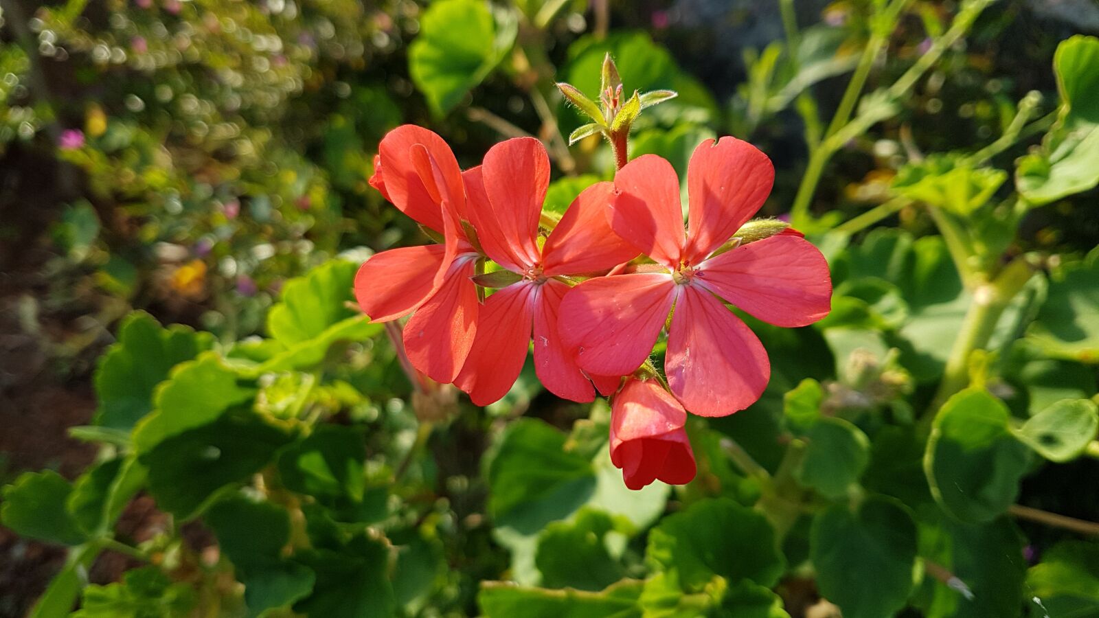 Samsung Galaxy S7 Edge sample photo. Flowers, bokeh, green photography