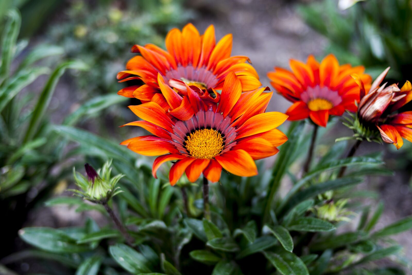 Nikon D60 sample photo. Nature, plant, flower photography
