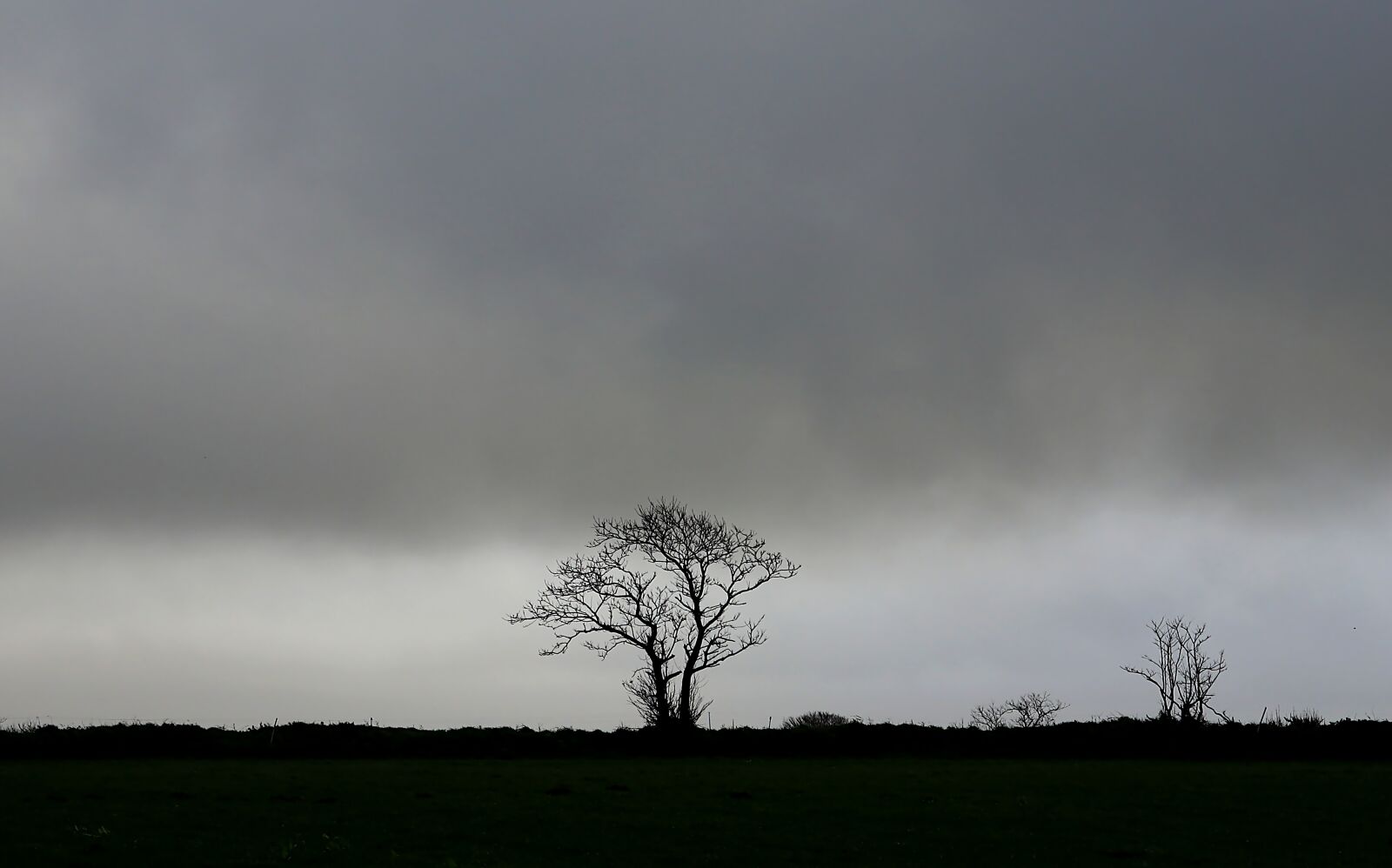 Canon PowerShot G1 X Mark III sample photo. Nature, landscape, tree photography