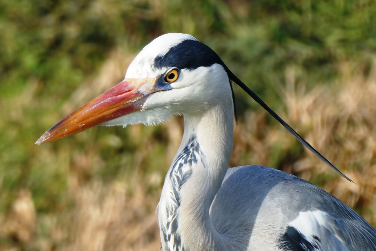 Panasonic Lumix DC-ZS70 (Lumix DC-TZ90) sample photo. Heron, grey heron, head photography