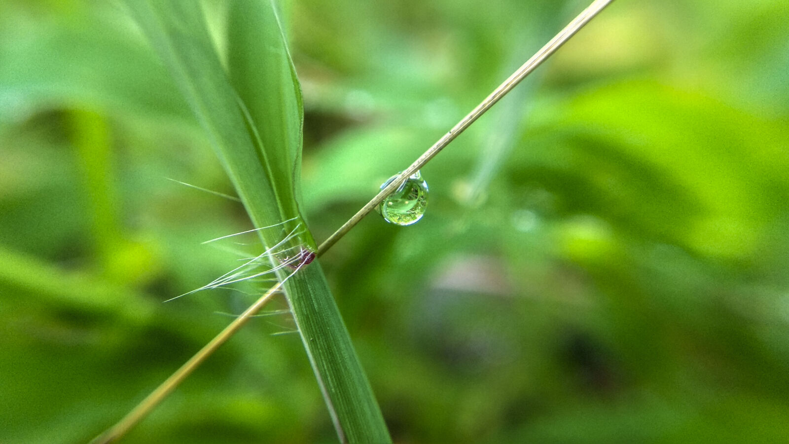 Xiaomi Redmi Note 4 sample photo. After, the, rain, day photography