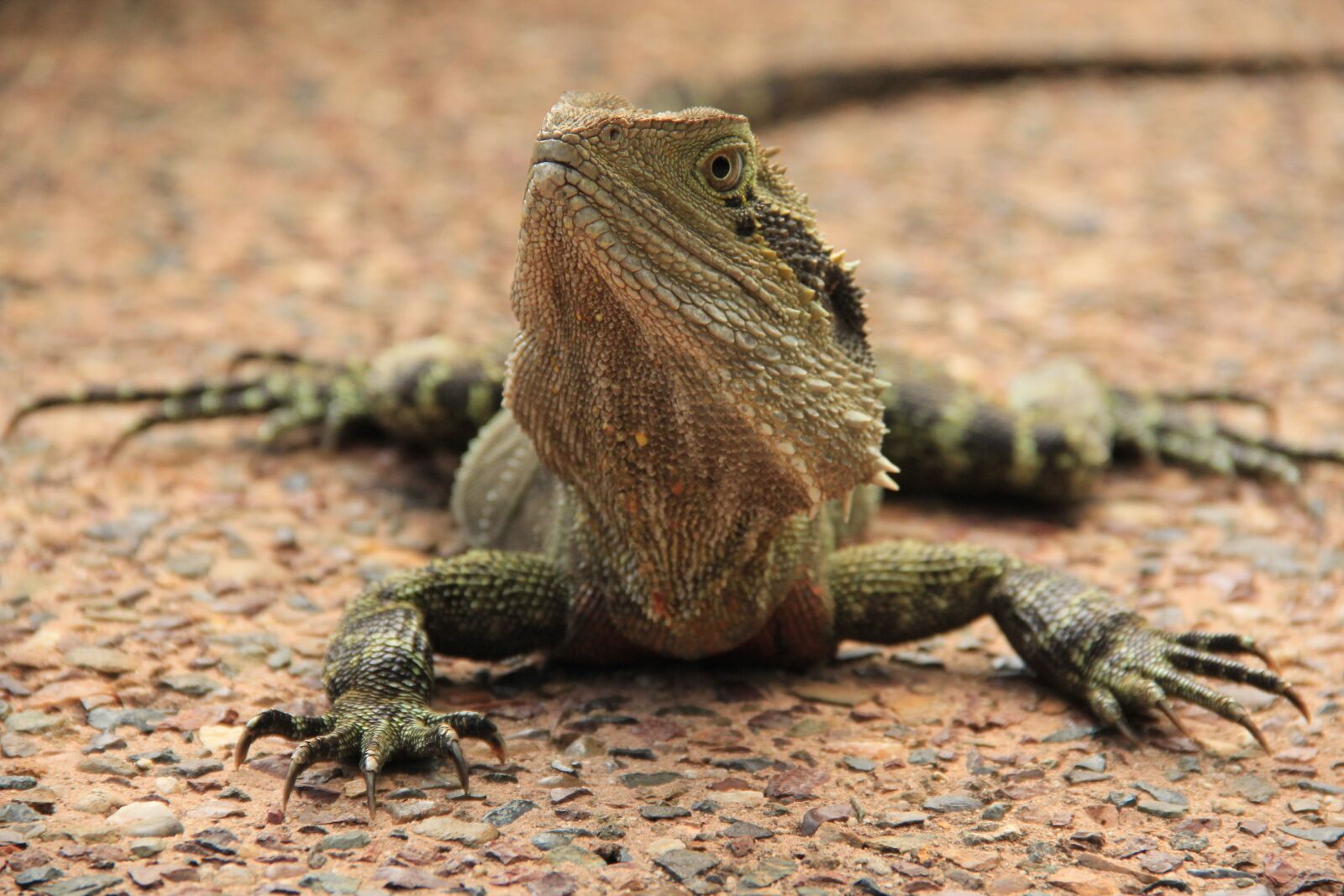 Canon EOS 60D sample photo. Lizard, reptile, animal photography