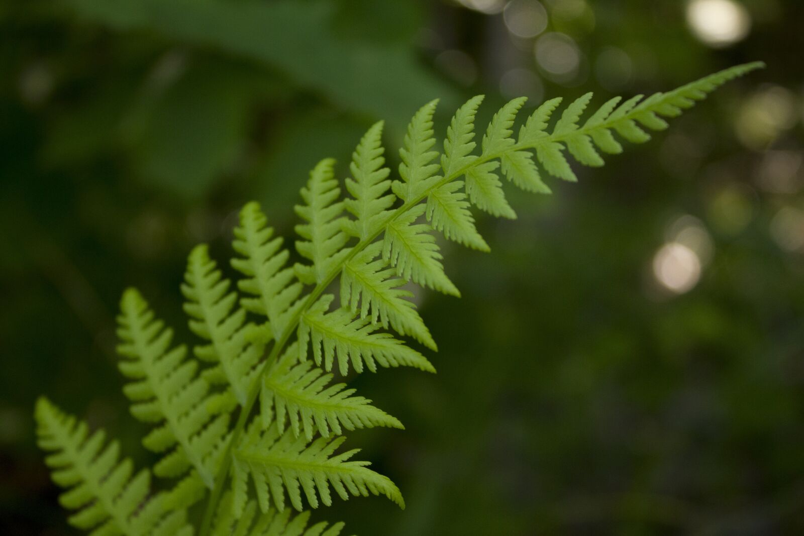 Canon EOS 550D (EOS Rebel T2i / EOS Kiss X4) + Canon EF-S 18-55mm F3.5-5.6 IS sample photo. Fern, foliage, leaf photography