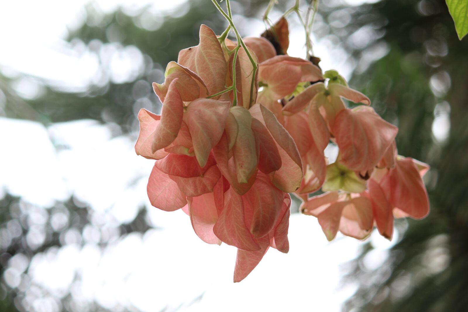 Canon EOS 1200D (EOS Rebel T5 / EOS Kiss X70 / EOS Hi) sample photo. Leaves, autumn, pink photography