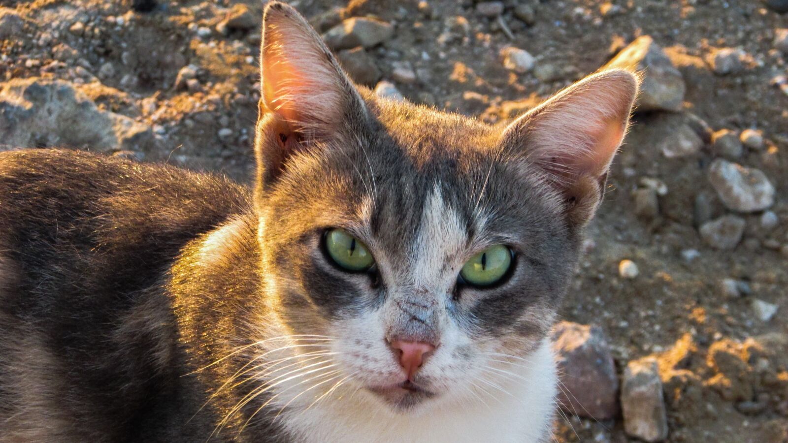 Canon PowerShot SX400 IS sample photo. Cat, stray, staring photography