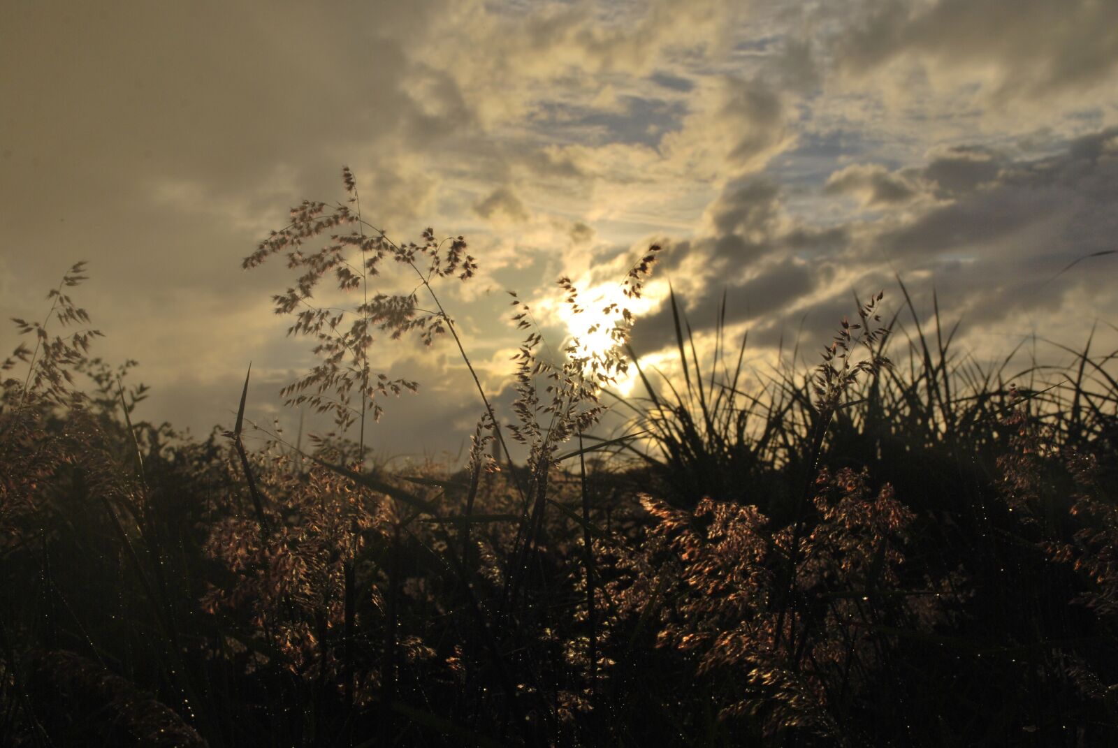 Nikon D60 sample photo. Silhouette, nature, grass photography