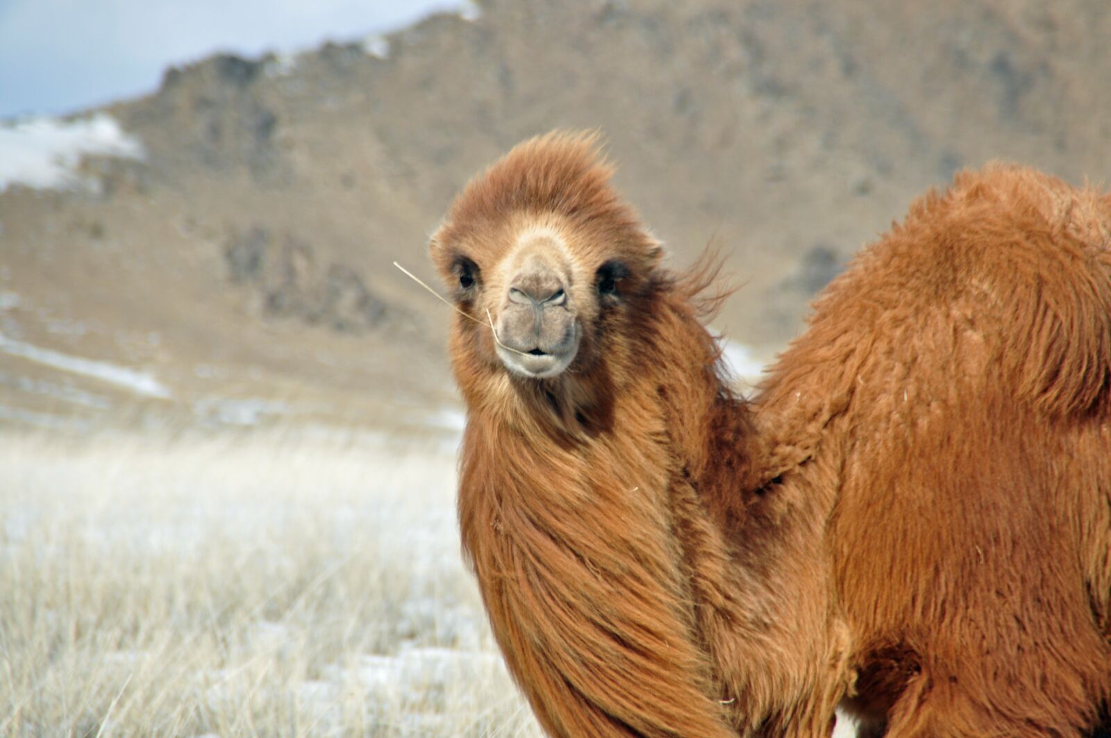 Nikon D90 sample photo. Camel, wind, desert photography