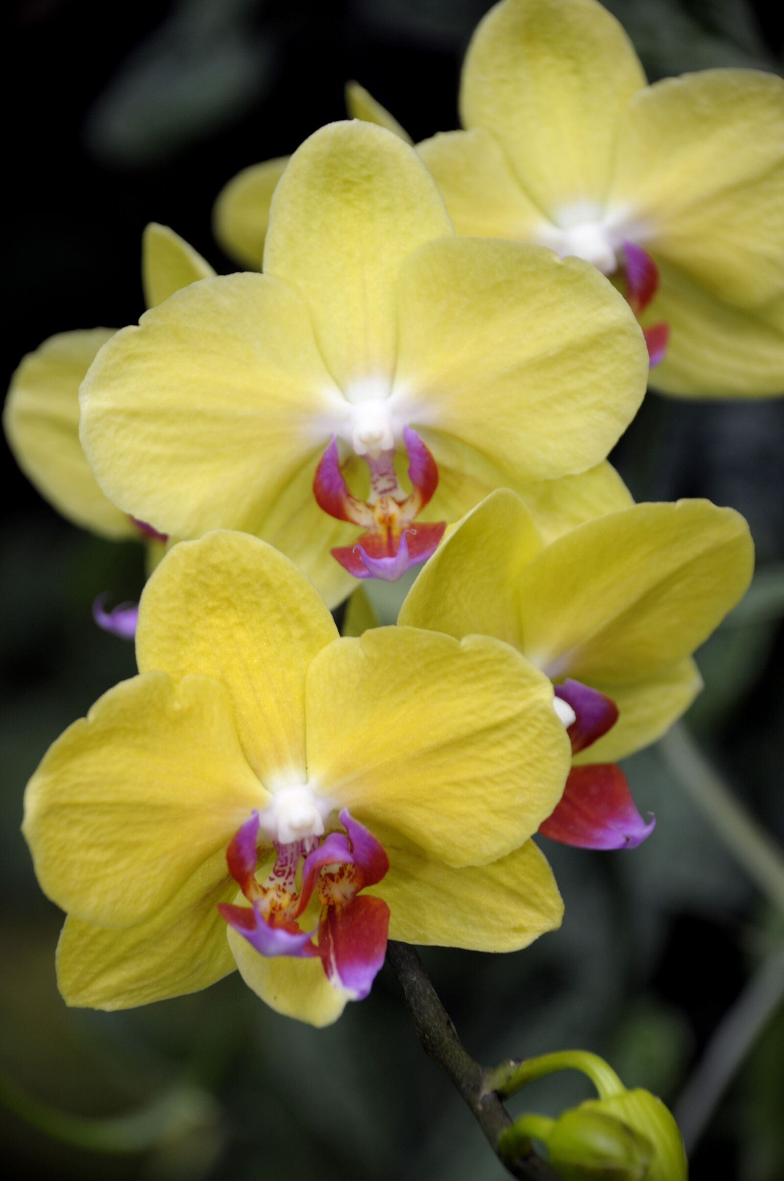 Nikon D300 sample photo. Orchid, flower, blossom photography