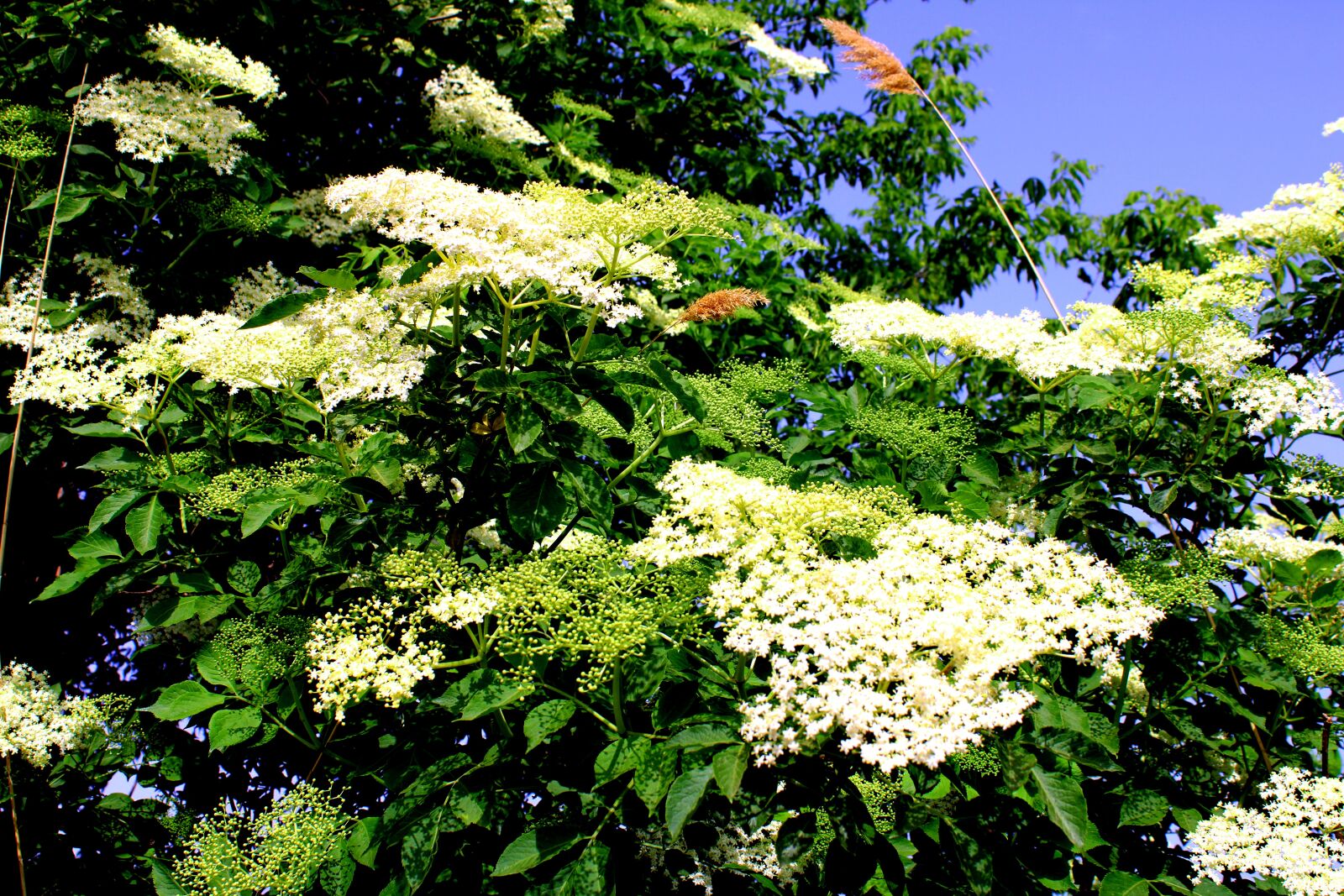 Canon EOS 2000D (EOS Rebel T7 / EOS Kiss X90 / EOS 1500D) sample photo. Tree, nature, landscape photography