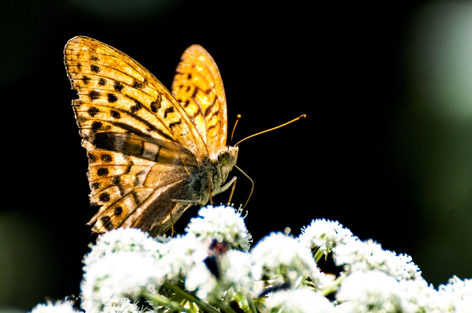 Tamron SP 70-300mm F4-5.6 Di VC USD sample photo. Macro, butterfly, nature photography
