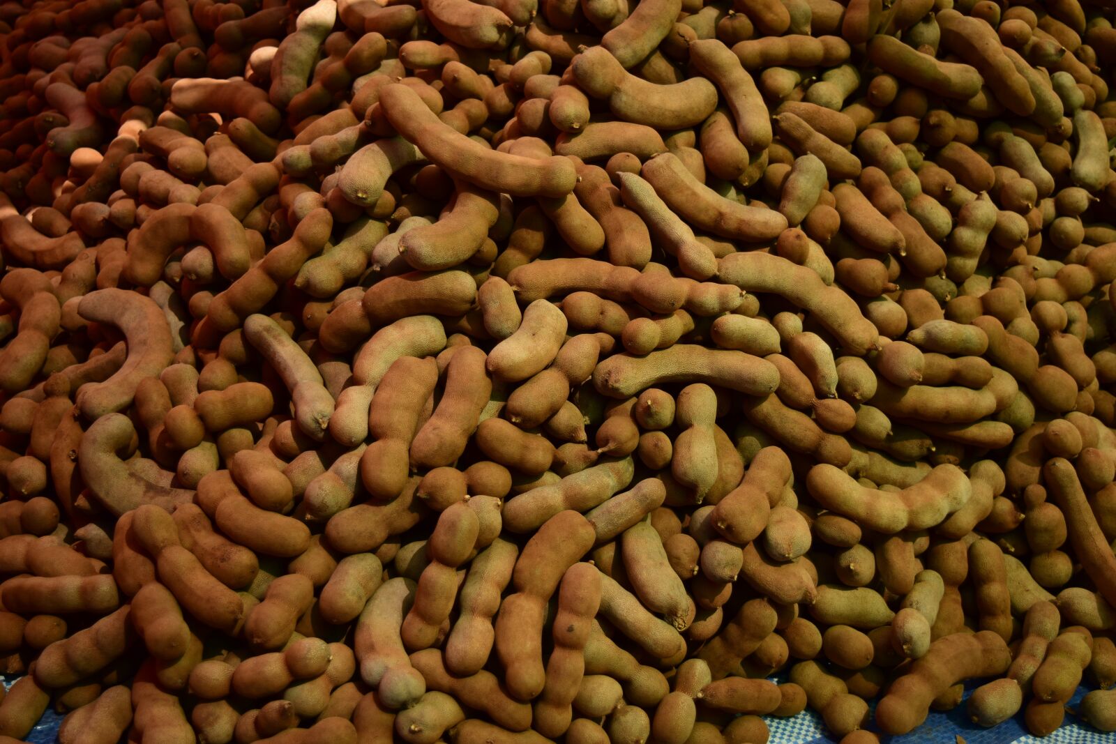Nikon D3300 sample photo. Tamarind, plant, vegetable photography