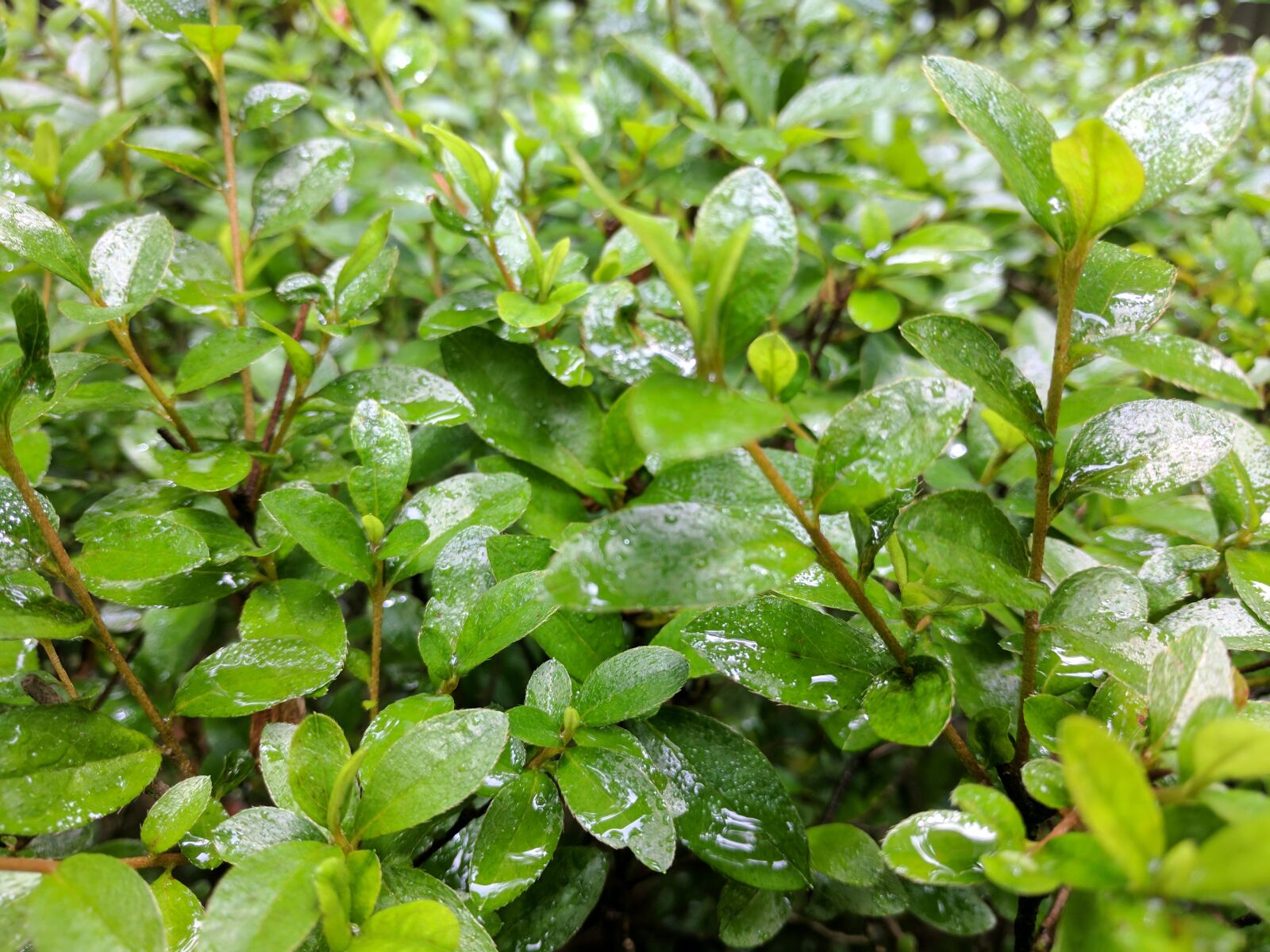 Google Pixel XL sample photo. Bush, nature photography