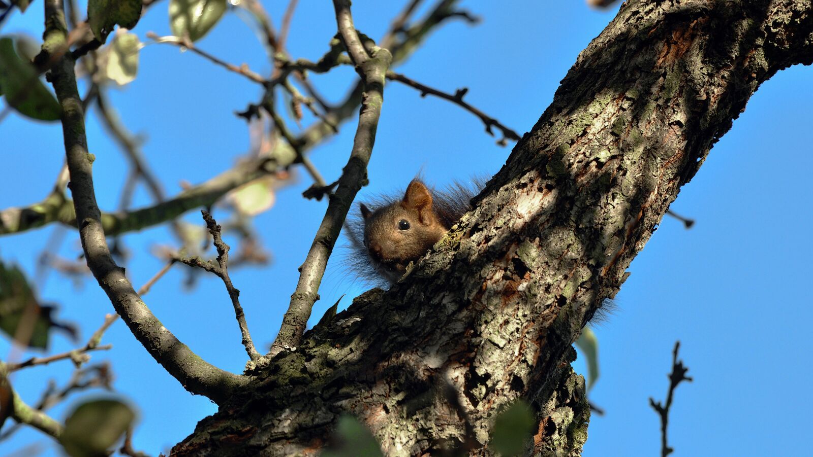 Nikon D90 sample photo. The squirrel, tree, hidden photography