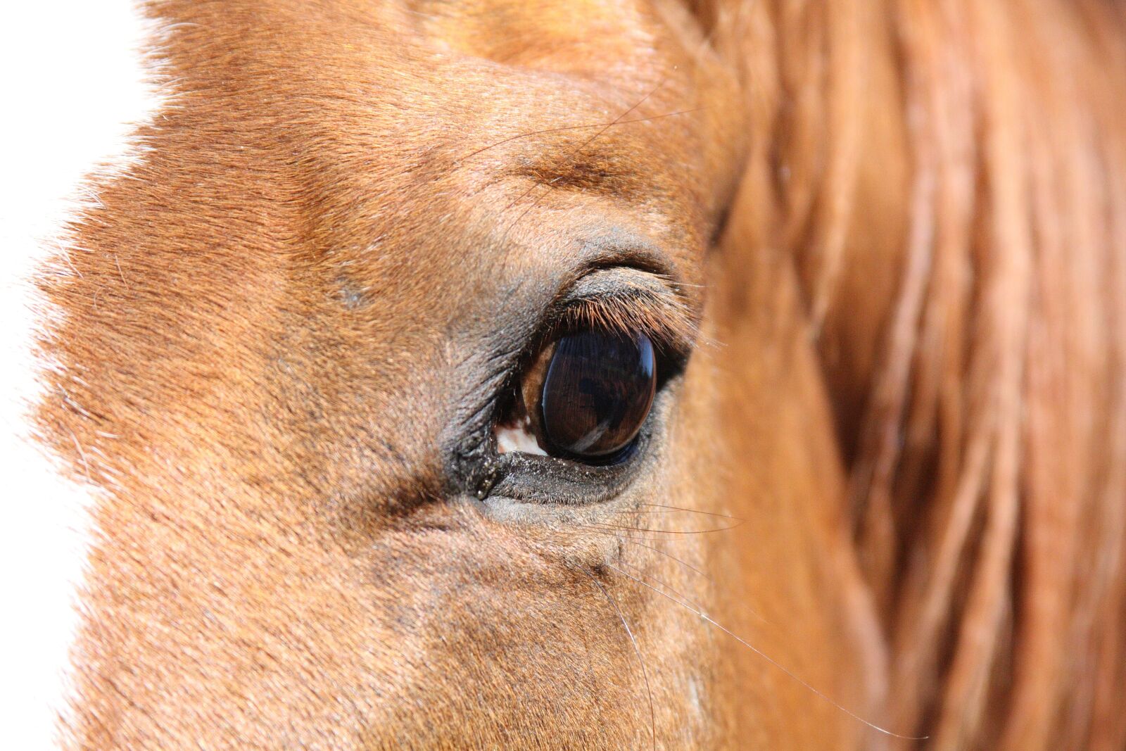 Canon EOS 40D sample photo. Animal, mammal, fur photography