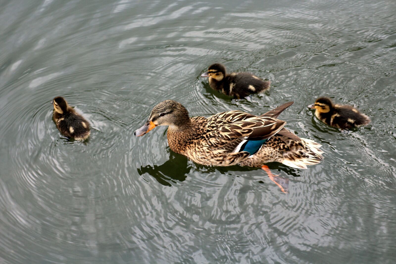 Canon EOS 1200D (EOS Rebel T5 / EOS Kiss X70 / EOS Hi) sample photo. Duck, kacza family, pond photography