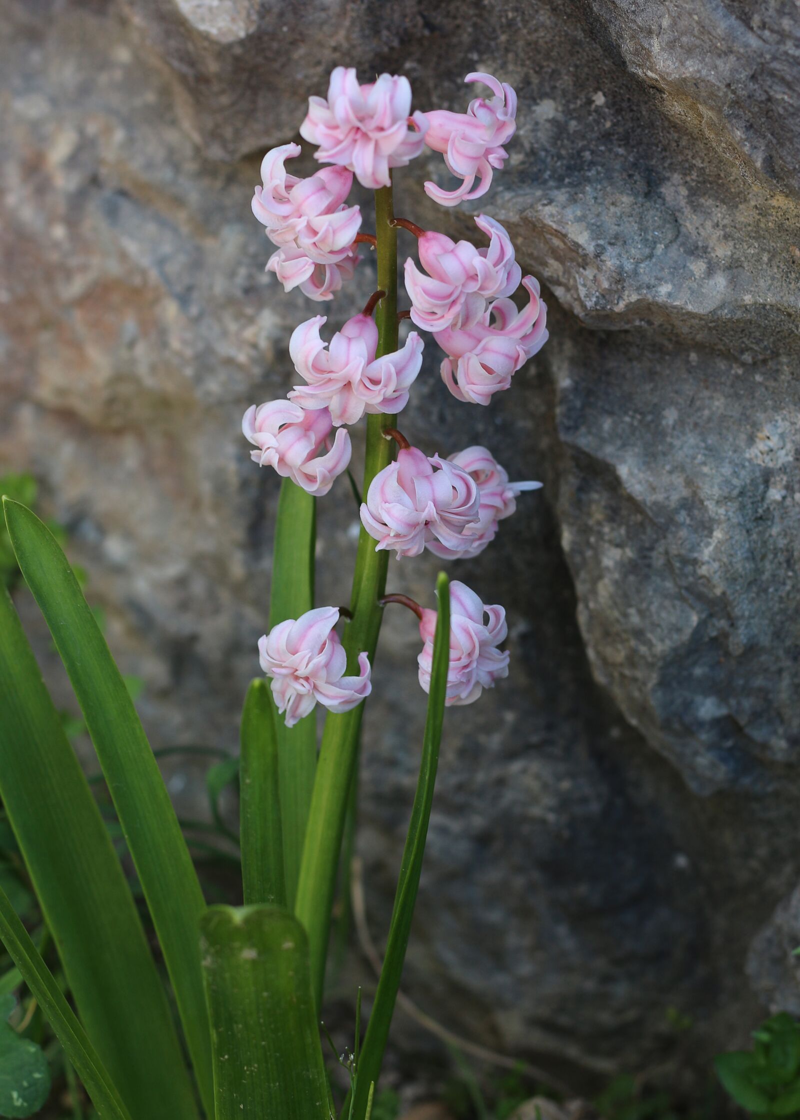 Canon EOS 700D (EOS Rebel T5i / EOS Kiss X7i) sample photo. Hydrangea, light pink, pink photography