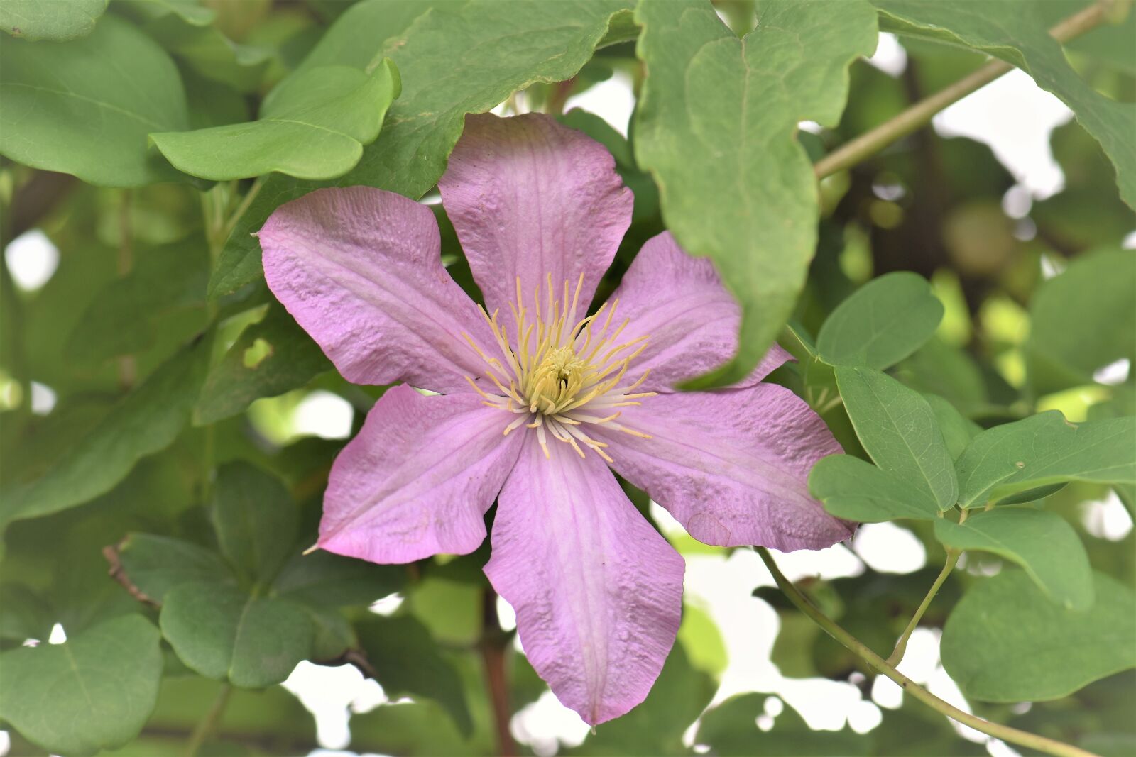 Nikon D5500 sample photo. Clematis, pink, flower photography