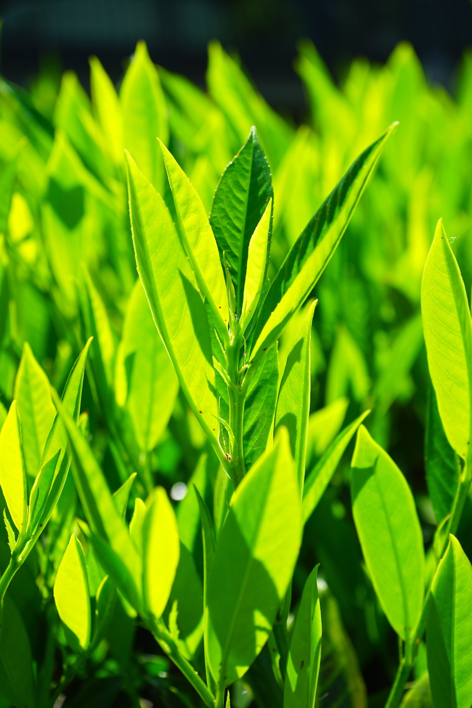 Sony a7 + Sony FE 28-70mm F3.5-5.6 OSS sample photo. Leaves, green, backlighting photography