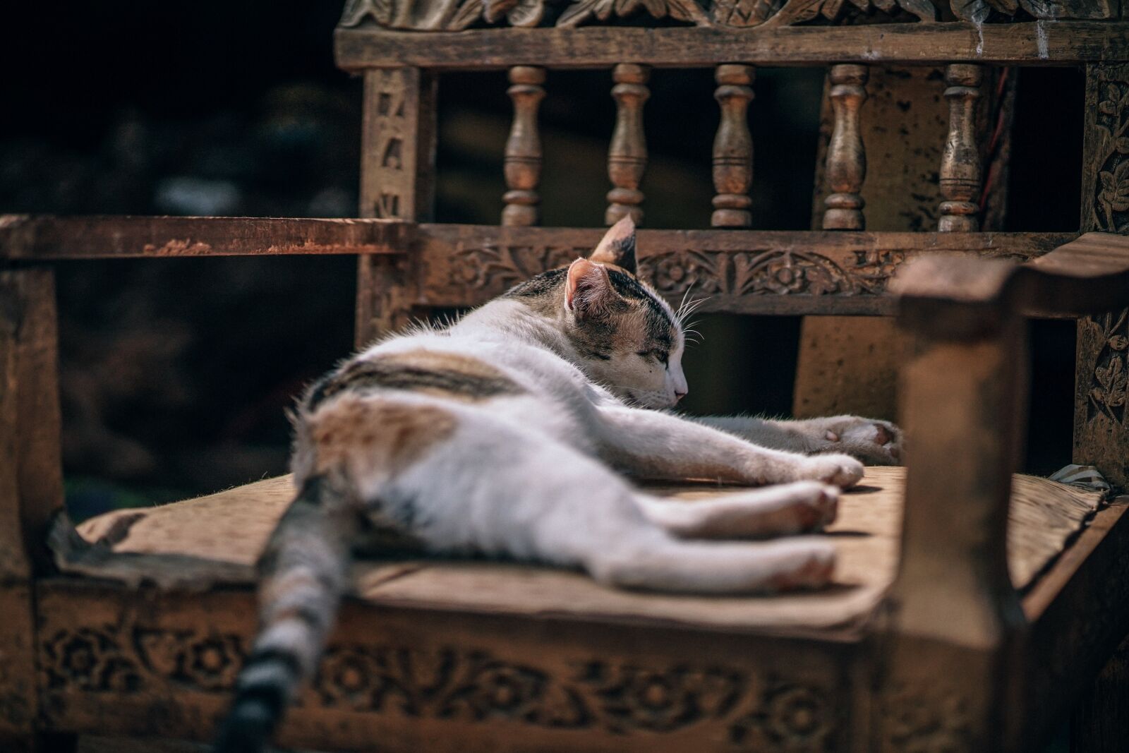 Sony a7 II + DT 85mm F1.8 SAM sample photo. Adorable, breed, cat photography