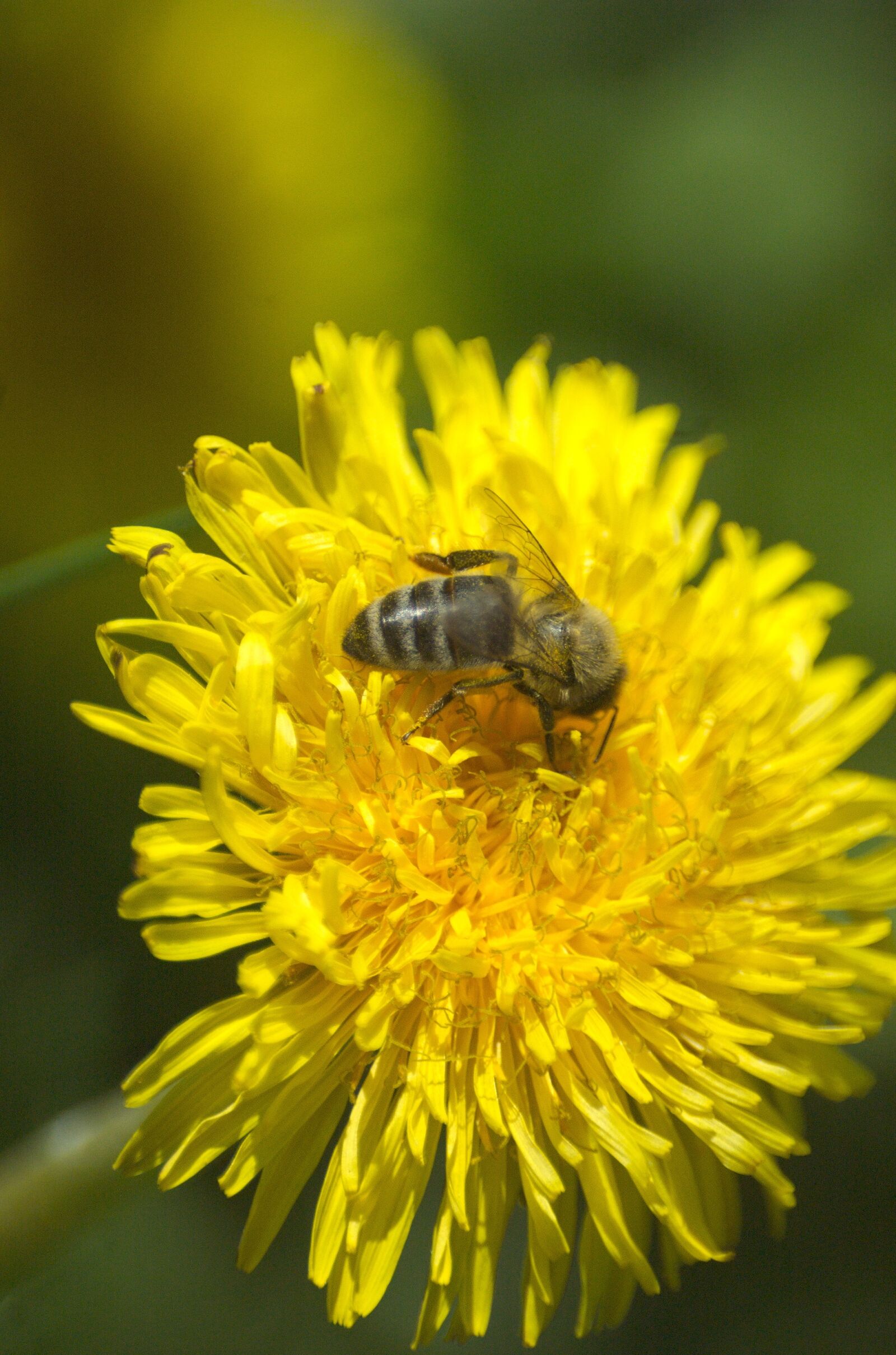 Nikon D70 sample photo. Bee, dandelion, pollen photography