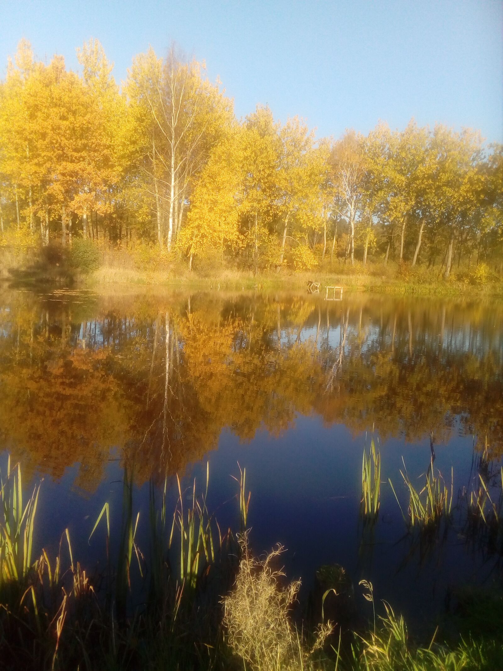 ZTE BLADE V7 LITE sample photo. Autumn, pond, tree photography