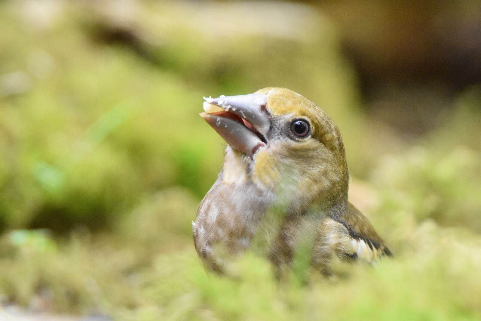 Nikon D5600 sample photo. Juvenile hawfinch, bird, animal photography