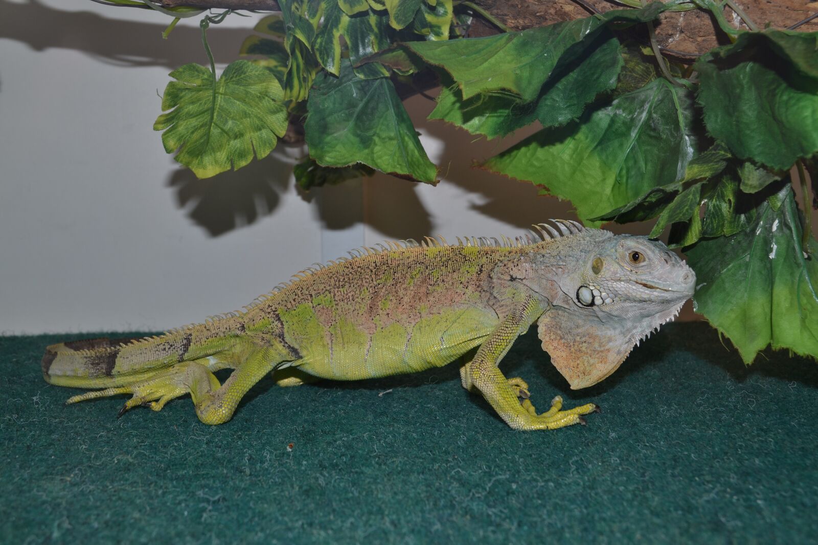 Nikon D3100 sample photo. Lizard, nature, reptiles photography