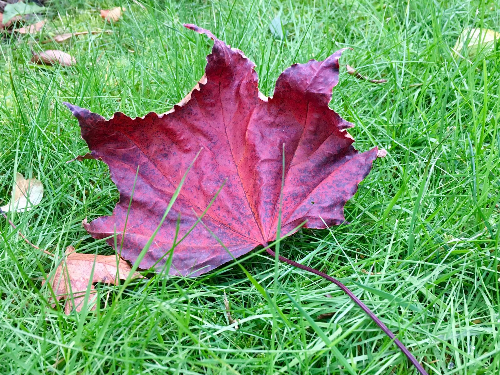 Apple iPhone 6s sample photo. Fall, autumn, nature photography