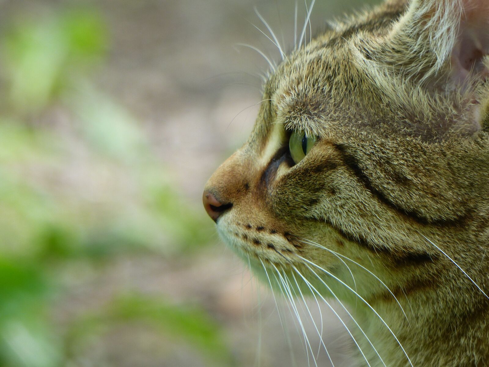 Panasonic Lumix DMC-FZ200 sample photo. Cat, animal, tiger cat photography